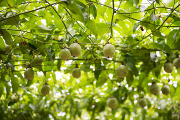 A shelf covered with passion fruit on the farm.