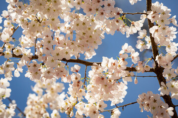 Beautiful spring tree blossoms against a blue sky background. Plum tree flowers. Spring Design. Blooming apple branch at spring garden. Easter banner. Spring flowers reason of allergy.
