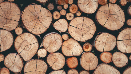 Wood background. Texture, Tree stump wooden background. 