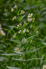 Vincetoxicum hirundinaria. Close up of white swallow wort.Vincetoxicum in the family Apocynaceae