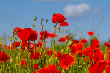 Fototapeta premium Papaver rhoeas or common poppy, red poppy is an annual herbaceous flowering plant in the poppy family, Papaveraceae, with red petals