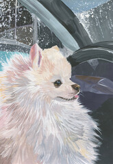 Drawing of a white Pomeranian in a car in the rain