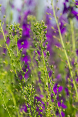 Fototapeta premium Camelina microcarpa, Brassicaceae. Wild plant shot in spring