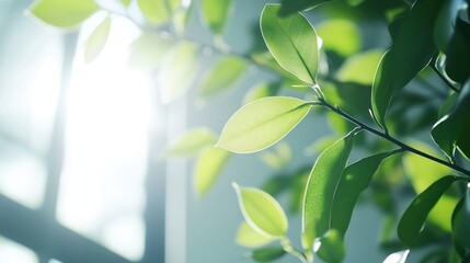 Obraz premium Sunlit green leaves near window, indoor plant, bright background, nature imagery