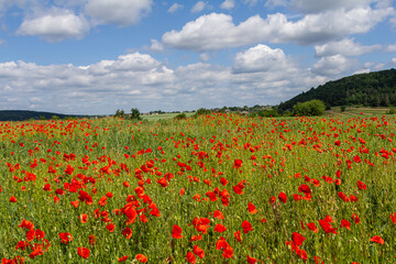 Papaver rhoeas or common poppy, red poppy is an annual herbaceous flowering plant in the poppy family, Papaveraceae, with red petals
