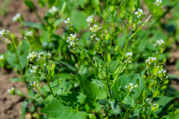 In nature, Thlaspi arvense grows among wild grasses