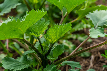 Heracleum, cow parsnip,parsnip. Green large leaves of a fast growing weed