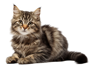 Obraz premium Kitten cat isolated on transparent background, baby cat. Generative ai