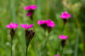 Fototapeta premium Dianthus carthusianorum, commonly known as Carthusian pink, is a species of the Caryophyllacea family - a wild flower of Europe