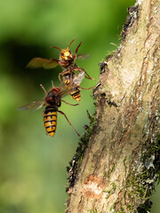 Hornisse (Vespa crabro)