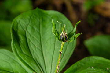 Very poisonous plant Raven's eye four-leaf Paris quadrifolia also known, berry or True Lovers Knot growing in the wild in a forest