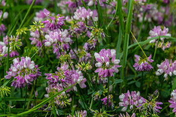 the flowers of Securigera varia - crownvetch, purple crown vetch
