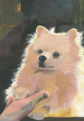 Drawing of a white Pomeranian Spitz on a dark background illuminated by the sun