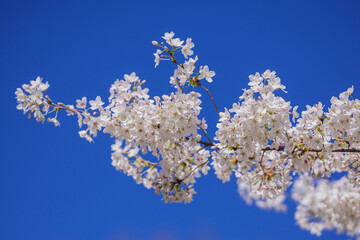 Blooming branch with white flowers of cherry blossom tree on spring blue sky background. Spring banner. Design for Easter day. Beauty spring sunny day.