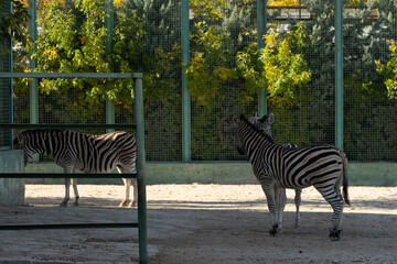 Zebras Zoo Enclosure Autumn: Two zebras in a zoo enclosure during autumn, likely for conservation...