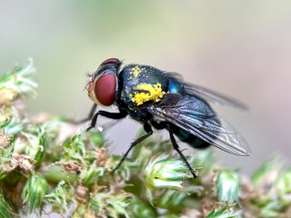 Oriental blue fly (Chrysomya megacephala), macro shot of oriental blue fly in green leaves