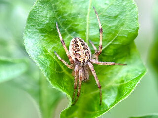 spider on a leaf