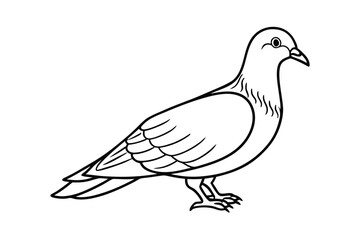 white dove isolated on white