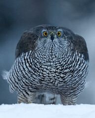 Goshawk portrait