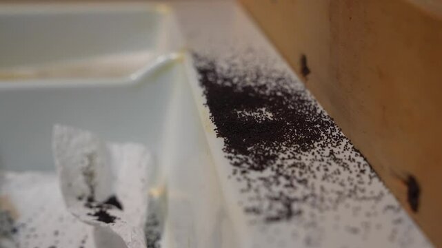 Detailed macro view of drywood termite frass tiny, sand signs of termite infestation in wooden structures.