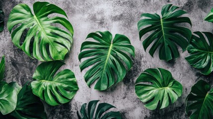 Obraz premium Lush Green Monstera Leaves Arranged on Gray Background