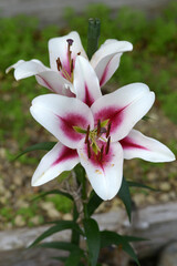 ガウチョ　百合の花
