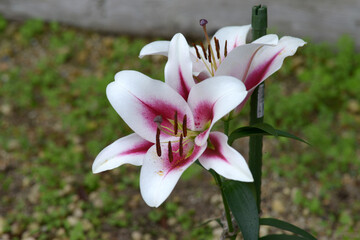 ガウチョ　百合の花