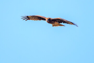 飛翔する美しいトビ（タカ科）
英名学名：Black Kites (Milvus migrans)
栃木県栃木市渡良瀬遊水地-2024

