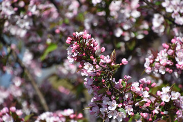 Budding and Blooming Pink Cherry Tree Flowering