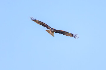 飛翔する美しいトビ（タカ科）
英名学名：Black Kites (Milvus migrans)
栃木県栃木市渡良瀬遊水地-2024
