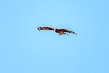 飛翔する美しいトビ（タカ科）
英名学名：Black Kites (Milvus migrans)
栃木県栃木市渡良瀬遊水地-2024
