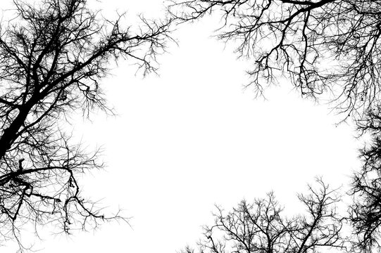 Black branches tree isolated on white. Black and white trees silhouettes on sky background. Bare branches trees in winter. Forest pattern texture. Treetops frame.