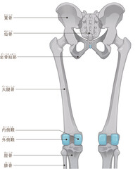 下肢の骨格のイラスト　lower limb bones illustration