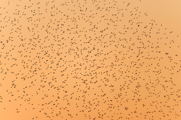 夕暮れに飛ぶムクドリ（ムクドリ科）の大群とそれを狙うチゴハヤブサ（ハヤブサ科）。
英名学名：White-cheeked Starling (Spodiopsar cineraceus, family comprising starlings)
Eurasian Hobby, Falco subbuteo
栃木県栃木市渡良瀬遊水地-2024
