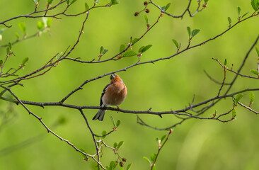 Green forest, on a tree on a dry branch sits a bird common chaffinch wallpaper