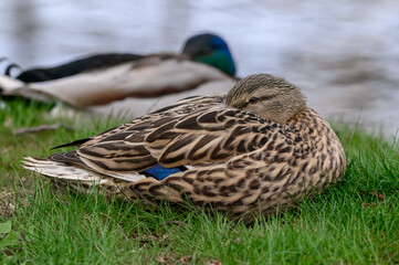 Kaczka krzyżówka śpiąca przy brzegu jeziora © Paweł Kacperek