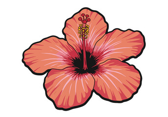 Hibiscus Botanical Flower Illustration. This image shows a detailed and vibrant hibiscus flower with orange petals and a prominent stamen. Vector illustration design.