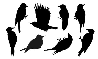 Great spotted woodpecker silhouette set. Wild bird of Palearctic and North America. Realistic vector animal