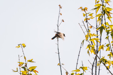 雄の
飛び出し飛翔する可愛いジョウビタキ（ヒタキ科）
英名学名：Daurian Redstart (Phoenicurus auroreus)
栃木県栃木市渡良瀬遊水地-2024
