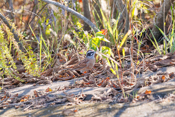 餌を探す可愛いホオジロ（ホオジロ科）
英名学名：Meadow Bunting (Emberiza cioides, family comprising buntings) 
栃木県栃木市渡良瀬遊水地-2024
