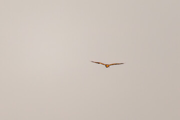 夕方ねぐら入りするために飛翔する美しいチュウヒ（タカ科）
英名学名：Eastern Marsh Harrier (Circus spilonotus, family comprising the hawks) 
栃木県栃木市渡良瀬遊水地-2024
