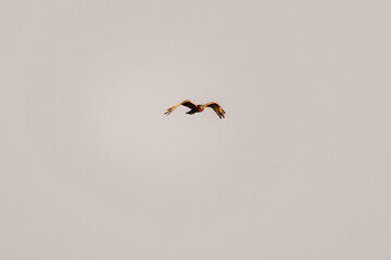 夕方ねぐら入りするために飛翔する美しいチュウヒ（タカ科）
英名学名：Eastern Marsh Harrier (Circus spilonotus, family comprising the hawks) 
栃木県栃木市渡良瀬遊水地-2024
