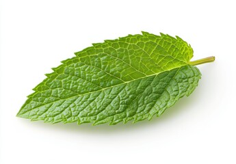 Single mint leaf, isolated, white background, food ingredient