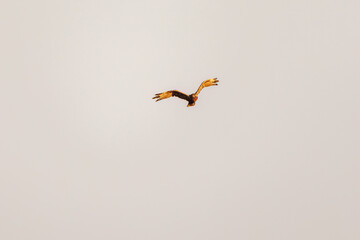 夕方ねぐら入りするために飛翔する美しいチュウヒ（タカ科）
英名学名：Eastern Marsh Harrier (Circus spilonotus, family comprising the hawks) 
栃木県栃木市渡良瀬遊水地-2024
