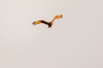 夕方ねぐら入りするために飛翔する美しいチュウヒ（タカ科）
英名学名：Eastern Marsh Harrier (Circus spilonotus, family comprising the hawks) 
栃木県栃木市渡良瀬遊水地-2024
