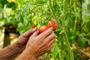  Hands picking ripe tomatoes from a greenhouse vine, showcasing organic gardening. Fresh, pesticide-free vegetables support a healthy lifestyle and sustainable farming