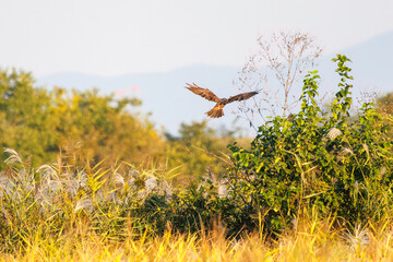 夕方ねぐら入りするために飛翔する美しいチュウヒ（タカ科）
英名学名：Eastern Marsh Harrier (Circus spilonotus, family comprising the hawks) 
栃木県栃木市渡良瀬遊水地-2024
