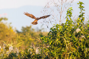 夕方ねぐら入りするために飛翔する美しいチュウヒ（タカ科）
英名学名：Eastern Marsh Harrier (Circus spilonotus, family comprising the hawks) 
栃木県栃木市渡良瀬遊水地-2024
