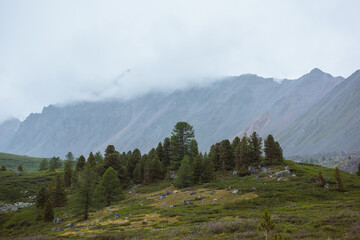 Atmospheric mountain landscape with sparse coniferous trees among lush flora in alpine valley in rainy weather. Dramatic view to open conifer forest and thickets on green hill under grey cloudy sky.