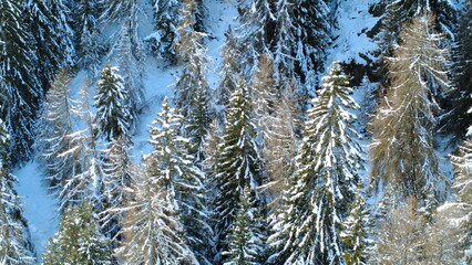 Vista dall'alto di abeti e pini ricoperti di neve in montagna
